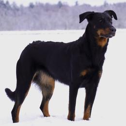 Beaucerons from Jalbert Beaucerons