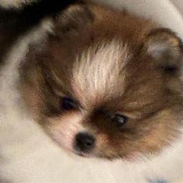 Figero - Tri-colored male Pomeranian puppy in Palatka, Florida from Sugarland Pomeranians