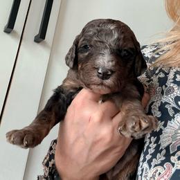 Aurora - Blue merle female Assorted Doodle Crosses puppy in Irmo, South Carolina from Kava Kennels