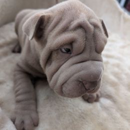 Lilac boy - Lilac dilute male Chinese Shar-Pei puppy in Autryville, North Carolina from T&D'S Razen Wrinkles Shar-pei