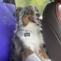 Boozer - Australian Shepherd
