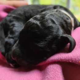 "black solid girl" Bernedoodle Puppies from Sanchez Bernedoodle Puppies