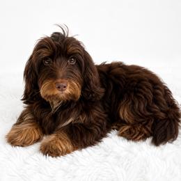 Darla - Dachshund