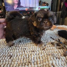 Sally - Chocolate and tan female Shih Tzu puppy in Fairview Park, Ohio from Sunshine Shih tzus