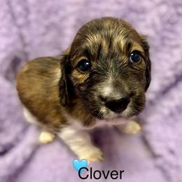 Clover - Brindle female Dachshund puppy in Huntington, Arkansas from Rockstar.Weiners