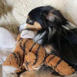 Miniature Australian Shepherd All Grown Up from Tincture of Thyme