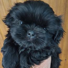 Allison - Allie - Black female Shih Tzu puppy in Palmyra, New York from Karen's Tzus of Palmyra-Macedon