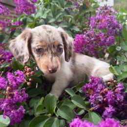 June - Dapple female Dachshund puppy in Taylorsville, North Carolina from Feather & Tail Acres