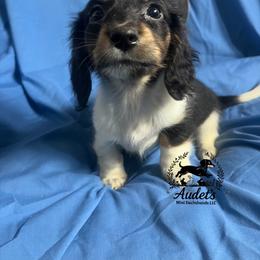 Kiki - black and tan piebald LH - Piebald female Dachshund puppy in East Dover, Vermont from Audet’s Mini Dachshunds