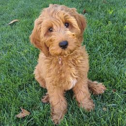 Goldendoodles from The One Pup