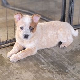 Australian Cattle Dog Puppies from Miller Australian Cattle Dogs