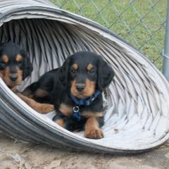 English Setter, Golden Retriever, and Gordon Setter Puppies from Katherine's Gordon Setters, English Setters, and Golden Retrievers