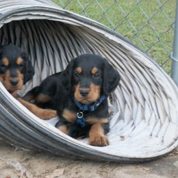 English Setter, Golden Retriever, and Gordon Setter Puppies from Katherine's Gordon Setters, English Setters, and Golden Retrievers