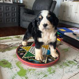 Zeus - Tri-color male Bernedoodle puppy in Arabi, Georgia from Huckadoodle Farm