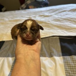 Shorty - Liver and white male Shih Tzu puppy in Temple, Pennsylvania from Kathy Diego's Shih Tzus