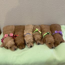 Aussiedoodles, Cockapoos, Goldendoodles, and Havapoos from Hofer Pups