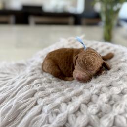 Blue Collar - Red male Irish Doodle puppy in Indiahoma, Oklahoma from Farm Fresh Doodles