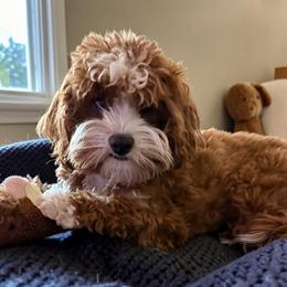 Bernedoodle, Cavapoo, and Goldendoodle Puppies from Adored Poodle & Doodles