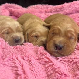 Willow - Golden female Golden Retriever puppy in Blackfoot, Idaho from Ivy’s Goldens