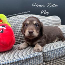 Honor Rollie - Chocolate and cream male Dachshund puppy in Montevallo, Alabama from Mallard's Miniature Dachshunds