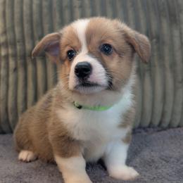 Boy 2 Mr. Green - White and red male Pembroke Welsh Corgi puppy in Milton, Florida from Milton Corgis ~ Azealia Acres