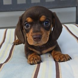 Girl 2 ( Puppy 4 by Birth order) - Chocolate and tan female Dachshund puppy in Anamosa, Iowa from Melsh Precious Pets