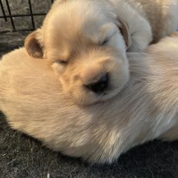 Golden Retriever Puppies from SpringWave Kennel