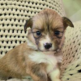 JF-1 - Sable female Pembroke Welsh Corgi puppy in Ely, Minnesota from RJ's Corgis