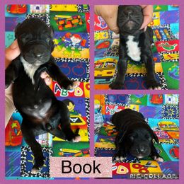 Book - Black female Catahoula Leopard Dog puppy in Forbes, Minnesota from North Country Catahoulas