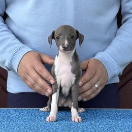 Boy 4 - Blue male Italian Greyhound puppy in Sugar Valley, Georgia from Pinnacle Farm and Kennel