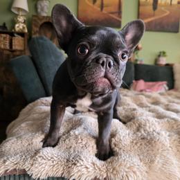 Brisket - Liver female French Bulldog puppy in Wisconsin from Shameless Bulldogs LLC