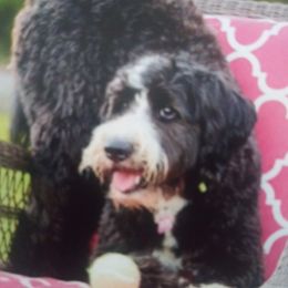 Daisy - Bernedoodle