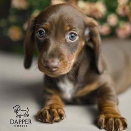 Duke - Red male Dachshund puppy in Brooksville, Florida from Dapper Doxies