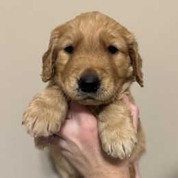 Boy Pick 2 - Golden male Golden Retriever puppy in Campobello, South Carolina from O’Shields Golden Paws