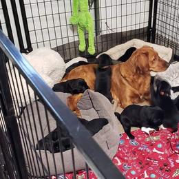Golden Retriever and Labrador Retriever Puppies from Sutter Bay Retrievers