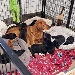Golden Retriever and Labrador Retriever Puppies from Sutter Bay Retrievers