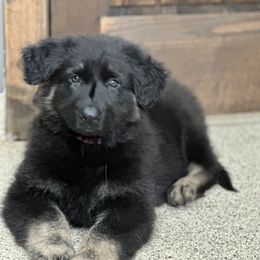 Shiloh Shepherd Puppies from Echo Shilohs
