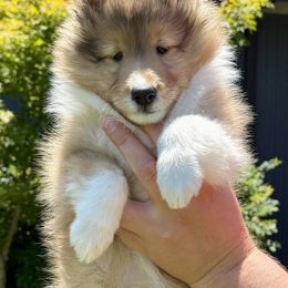 Girl 1 - Sable and white female Shetland Sheepdog puppy in Catawba, North Carolina from Candescent Shetland Sheepdogs