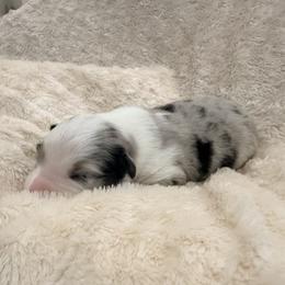 Paddy - Blue merle male Australian Shepherd puppy in Celina, Tennessee from CumberlandRidge Australian Shepherds