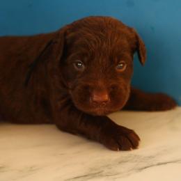 Black collar - Chocolate male Labradoodle puppy in Apache Junction, Arizona from Loving Doodle