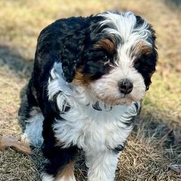 Nichole - Tri-color female Bernedoodle puppy in Lincoln, Nebraska from GRand Doodles