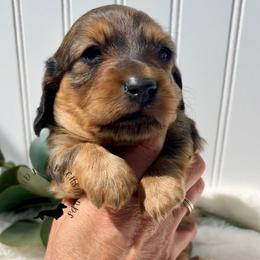 Shaded Red - Red male Dachshund puppy in Nampa, Idaho from Long_and_Low_Dachshunds