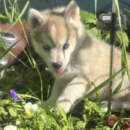 Kanan - Tri-color male Pomsky puppy in Burton, Michigan from Snow Shark Pomskys