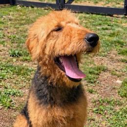 Lucy - Airedale Terrier