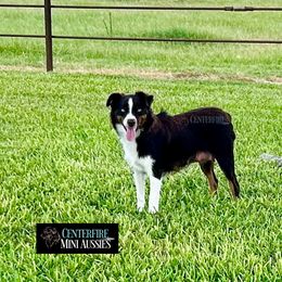 Miniature Australian Shepherd and Toy Australian Shepherd Puppies from Centerfire Mini Aussies