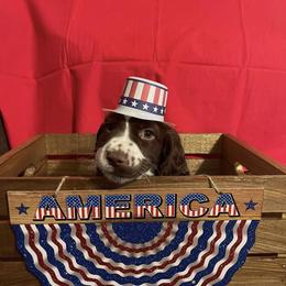 English Springer Spaniel Puppies from A & R Springers
