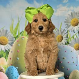 Wimberly's Lime Girl - Apricot female Goldendoodle puppy in Kountze, Texas from Texas Doodles LLC