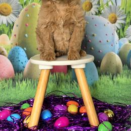 Wimberly's Lime Girl - Apricot female Goldendoodle puppy in Kountze, Texas from Texas Doodles LLC