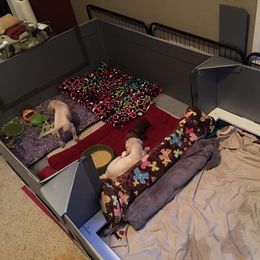 Saluki Puppies from Kushiel Salukis