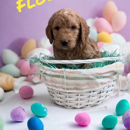 Goldendoodle Puppies from Goldendoodles of Anchor Bay
